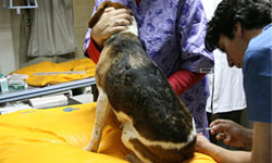 Atención profesional veterinaria