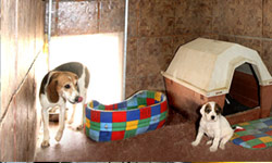 Espacios interiores para los perros con calefación